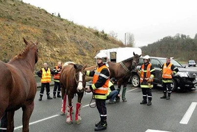Intervention des pompiers auprès des chevaux après un accident sur la route